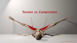 Understanding Tension vs Compression in Flexibility Training  Anatomy Lab [upl. by Inge]