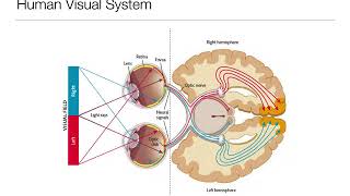 Introduction to Psychology 33 Sensation and Perception Vision [upl. by Barraza]