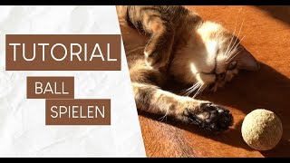 😻 Katze Ball spielen beibringen  Tutorial [upl. by Nessi]