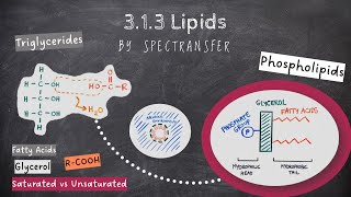 EASY REVISION AQA Alevel Biology 313 Lipids by SpecTransfer [upl. by Anovad]