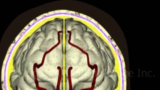 Anatomy of the brain and meninges video  Animation by Cal Shipley MD [upl. by Secilu]