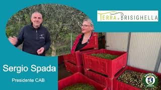 OLIVE RESE RACCOLTA E PRENOTAZIONI NELLINTERVISTA CON SERGIO SPADA PRESIDENTE CAB DI BRISIGHELLA [upl. by Fawnia]