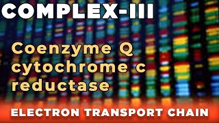 Coenzyme Q cytochrome c reductase  Complex III [upl. by Halsey]