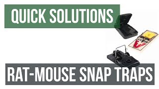 Quick Solutions How to Use Rat amp Mouse Snap Traps [upl. by Ettena784]