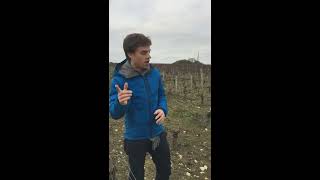 Organic versus conventional farming in Pouilly Fume [upl. by Spearing262]