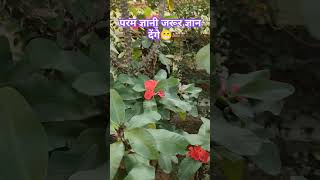 Param gyani jarur gyan denge flower nature ytshorts funny shorts plant [upl. by Irrok377]