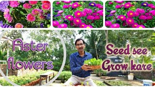 अस्टर फुलों के बीज कैसे ग्रो करें  How to sow Aster Flower seeds [upl. by Anni]