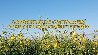 Consórcio de Crotalaria Ochroleuca com Ruziziensis  365D [upl. by Brogle]