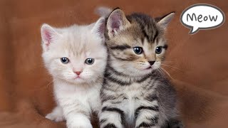 Cute Baby Cat Sound 🐱  Cat Sounds  Cat Voice [upl. by Llerrah975]