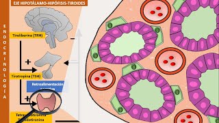 Eje hipotálamohipófisistiroides y fármacos antitiroideos  Fisiología de las hormonas tiroideas [upl. by Aronael]