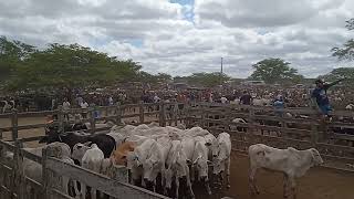 feira de gado de Cachoeirinha Pernambuco todas as quintas feiras [upl. by Eniger775]