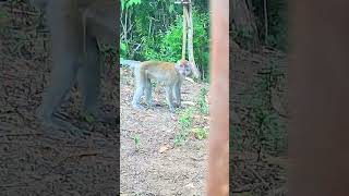 🔴Monyet ekor panjang masuk perangkap [upl. by Feune]