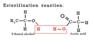 Esterification Reaction [upl. by Akinod]