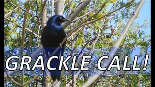 Common Grackle Sounds│Grackle Sings [upl. by Augustine]