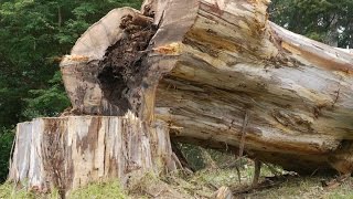 Big stump removal  stump grinding by Chris [upl. by Shipp300]