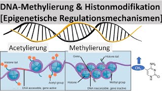 DNAMethylierung  Histonmodifikation Epigenetische Regulation von Genen  Biologie Oberstufe [upl. by Megdal966]