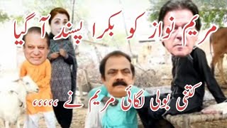 Maryam Nawaz Ko Bakra Pasand A Gya  Maryam Nawaz Funny Video  Imran Khan  Village Life 741 [upl. by Yuhas]