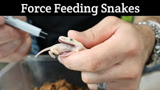 How to Assist Feed Snakes [upl. by Nauqe]