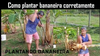 Como plantar bananeira corretamente  Plantando pé de banana na chácara chácara sítio vidanaroca [upl. by Cuthburt]