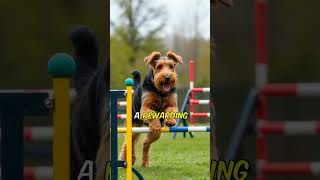 Airedale terriers  What are they good at [upl. by Lecia]