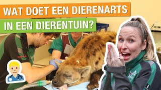 DAG MEE MET DE DIERENARTS VAN ONS DIERENPARK 🤩  ZO WORD JE DIERENARTS  Carlijns Dierenvraag 34 [upl. by Golanka]