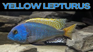 The Biggest Colorful Cichlid [upl. by Thomasine245]