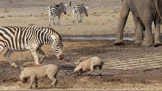 A busy waterhole with elephants zebra tsessebe wildebeest ostriches and warthogs [upl. by Aramenta262]