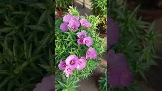 Clarkia amoenaFarewell to springOr Godetia flowershort [upl. by Adnaral]