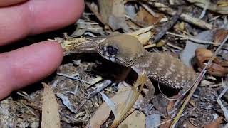 Burtons Legless Lizard amp Rough KnobTailed Gecko [upl. by Eidnew882]