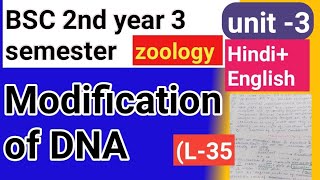 Bsc 2nd year 3semster zoology topic Modification of DNA [upl. by Gerrilee]