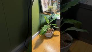 Philodendron Narrow Repot plants houseplants philodendron repotting [upl. by Eetnahs]