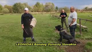 Bandog Leonidas  protection training K9Jager [upl. by Nahtnaoj]