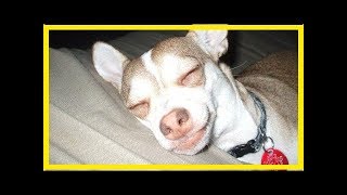 Chihuahua blood sugar problems [upl. by Goggin204]