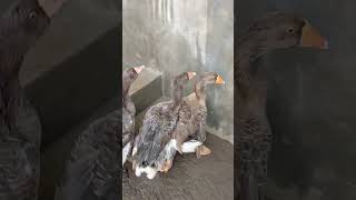 Dewlap Toulouse Goose pindah kandang baru DjuaraFarm [upl. by Valdas310]