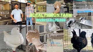 Nayeem Royal pigeon Farm ￼ Haldharu Surat Gujaratfancypigeonscare [upl. by Akinek]