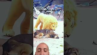 Lion attack a dog in India  subscribe shortsvideo shorts shortvideo trending trendingshorts [upl. by Auqenaj]