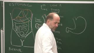 Abdomen et pelvis 7  Anatomie de lestomac [upl. by Templer]