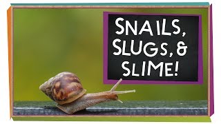 Snails Slugs and Slime  Animal Science for Kids [upl. by Llecrad]