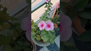 Gunguna rahe hai bhanwaretraindingvideo viralvideo beautifulflowers gardening [upl. by Dulcine247]