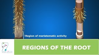 REGIONS OF THE ROOT [upl. by Anneehs]