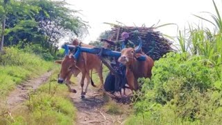 Bullock Cart Ride  Bullock Cart Race [upl. by Malinin]