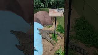 Different Types of Crocodile crocodile zoo wildlife [upl. by Johanan]