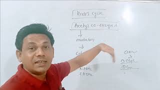 krebs cycletricarboxylic acid cyclecitric acid cyclekrebs cycle explained in hindi [upl. by Nosneh19]