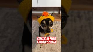 Perrito se pelea con baby paleta 😂 lucarolong [upl. by Nytnerb]