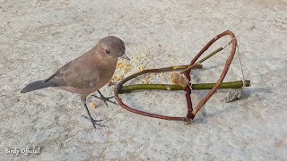 How To Make A Bird Trap Out Of Sticks Works 100  Simple Bird Trap 🐦 [upl. by Ner]