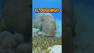 El Dugongo parte 1 [upl. by Noivart]