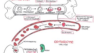 Haematology  Red Blood Cell Life Cycle [upl. by Oakley68]