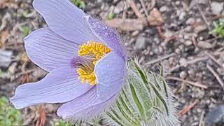 20240327 LJUBLJANA Botanični vrt Tracheophytes Pulsatilla grandis VELIKONOČNICA [upl. by Adnamor]