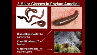 Classification of Phylum annelida [upl. by Cassell]