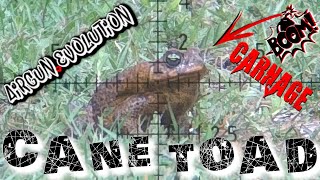 POISONOUS Cane Toads  DEADLY Pest Control  Airgun Evolution [upl. by Gladi802]